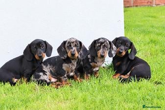 Dachshund dogs Miniature Dachshund puppies for sale - Advert 1