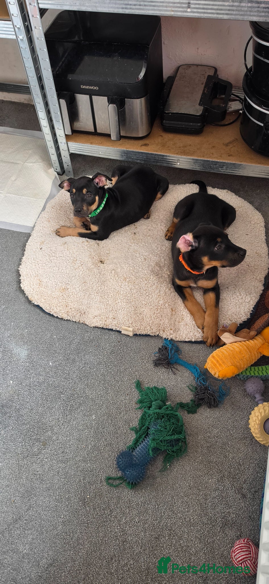 Mixed Breed dogs Stunning doberman x shepherd puppies - Advert 7