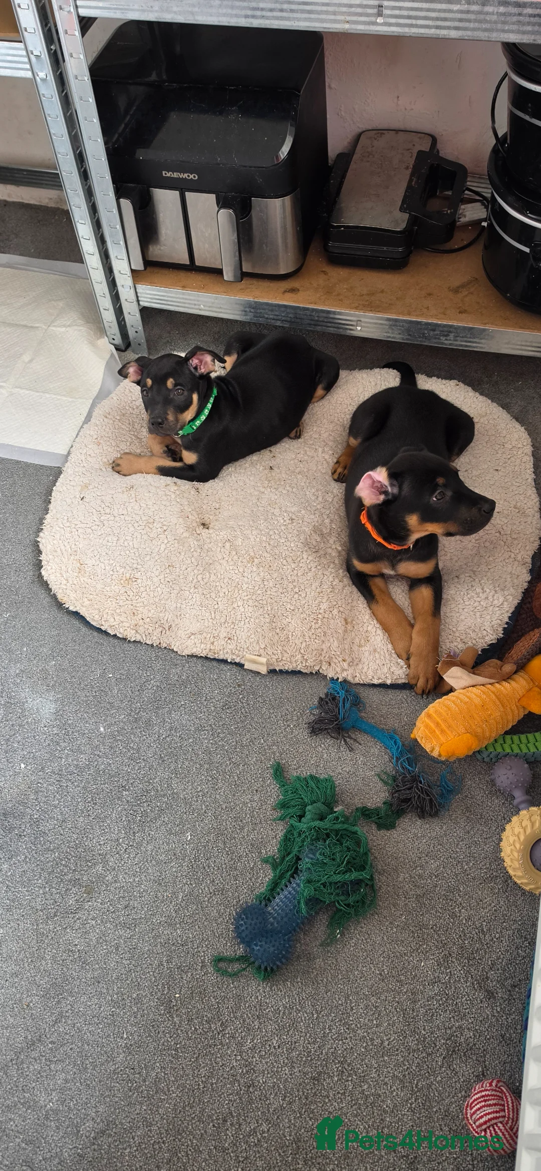 Mixed Breed dogs for sale: Stunning doberman x shepherd puppies - Advert 1