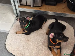 Mixed Breed dogs Stunning doberman x shepherd puppies - Advert 8