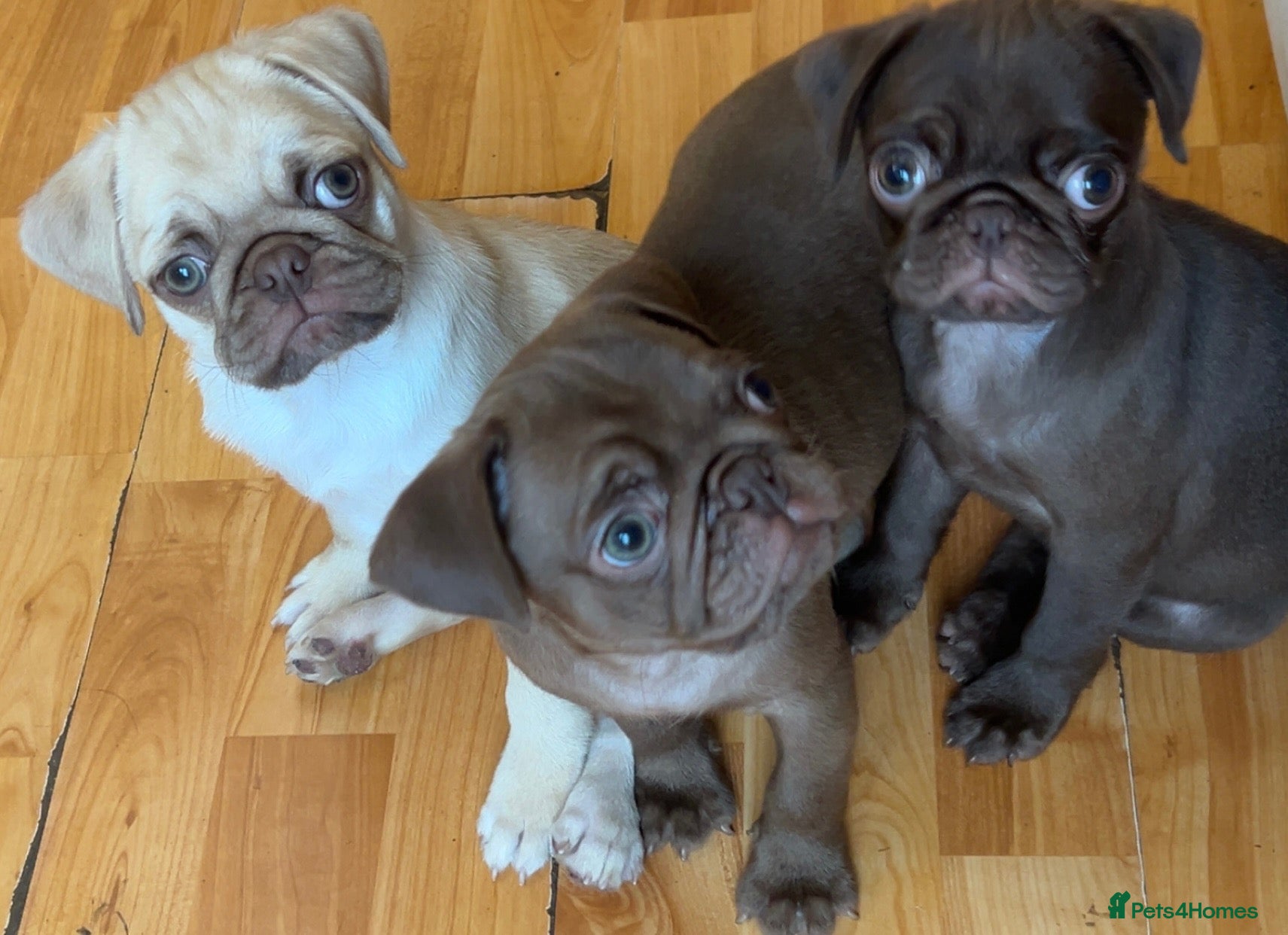 Pug dogs ❤️ READY NOW ❤️ Stunning PUG puppies - Advert 8