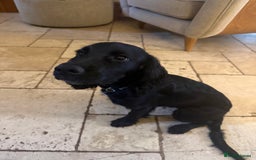 Cocker Spaniel dogs for sale: 6month old cocker spaniel puppy  - Image 4