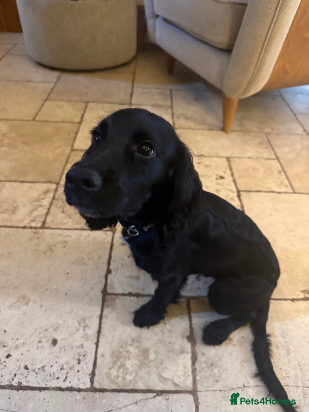Cocker Spaniel dogs for sale: 6month old cocker spaniel puppy  - Image 4