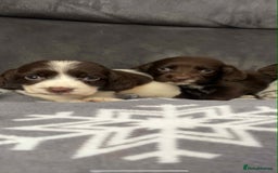 Cocker Spaniel dogs for sale: Cocker Spaniel Puppy’s  - Image 25