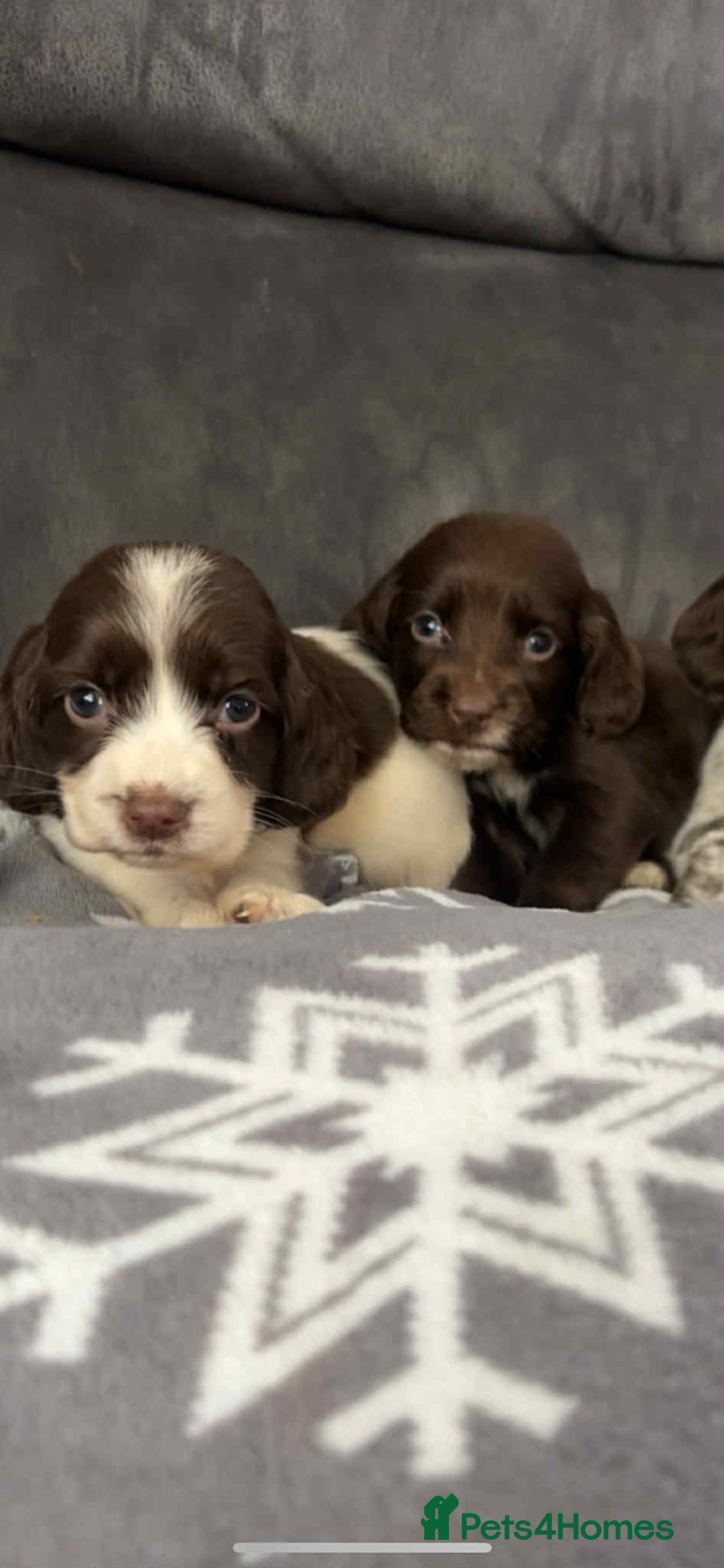 Cocker Spaniel dogs for sale: Cocker Spaniel Puppy’s  - Image 25