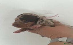 Miniature Dachshund dogs for sale: Smooth haired Miniature Dachshund - Image 16