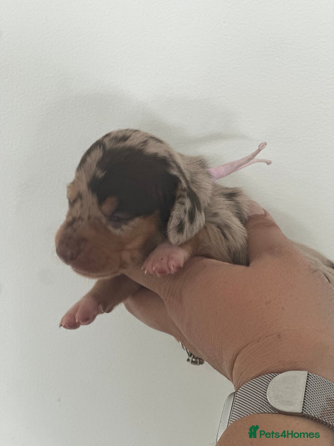 Miniature Dachshund dogs for sale: Smooth haired Miniature Dachshund - Image 16