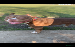 Mixed Breed dogs for sale: Stunning female pocket bully age 3 - Image 13