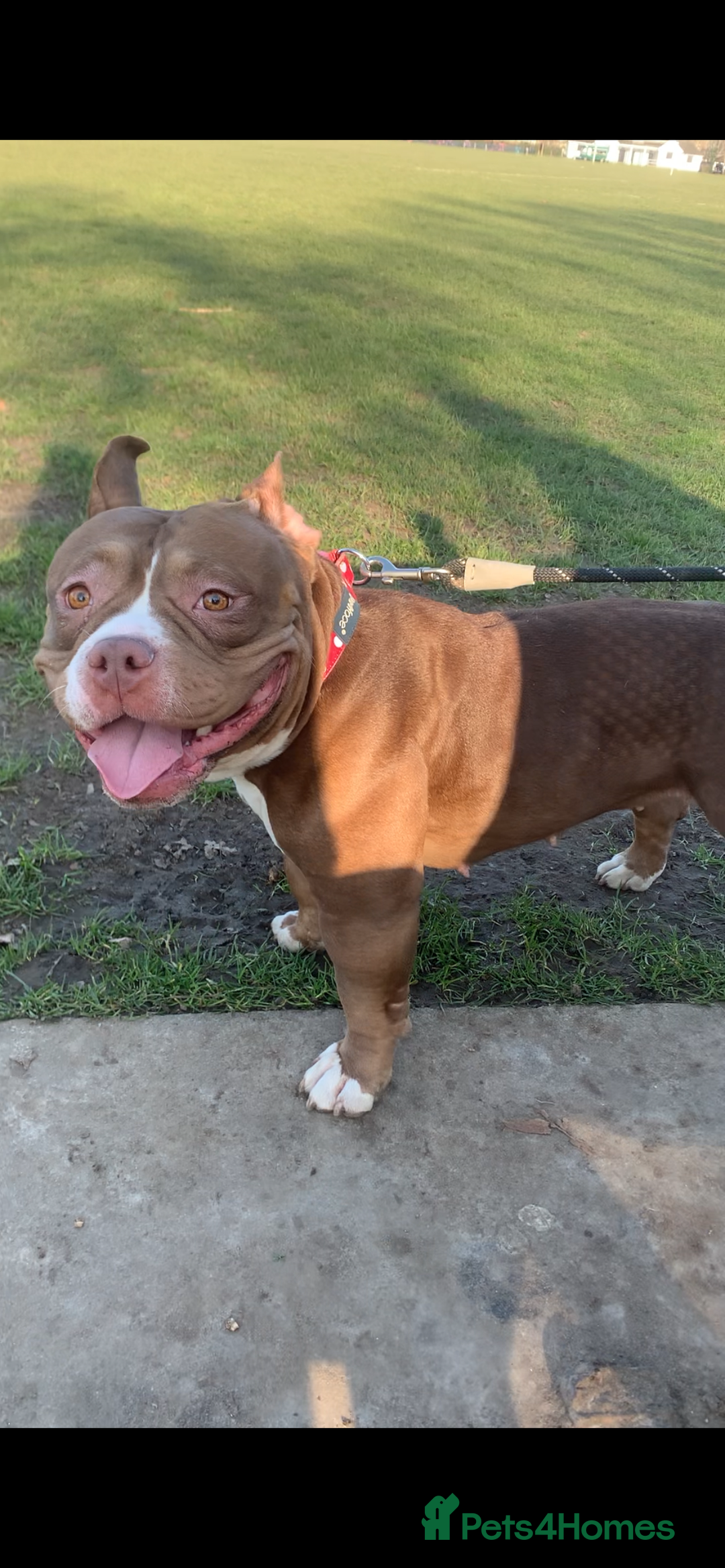 Mixed Breed dogs for sale: Stunning female pocket bully age 3 - Image 13
