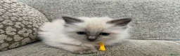 Ragdoll cats for sale: Adorable pure ragdoll babies for 5* homes - Advert 10