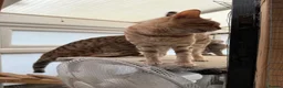 Mixed Breed cats for sale: Bengal x Maine coon kittens - Advert 11