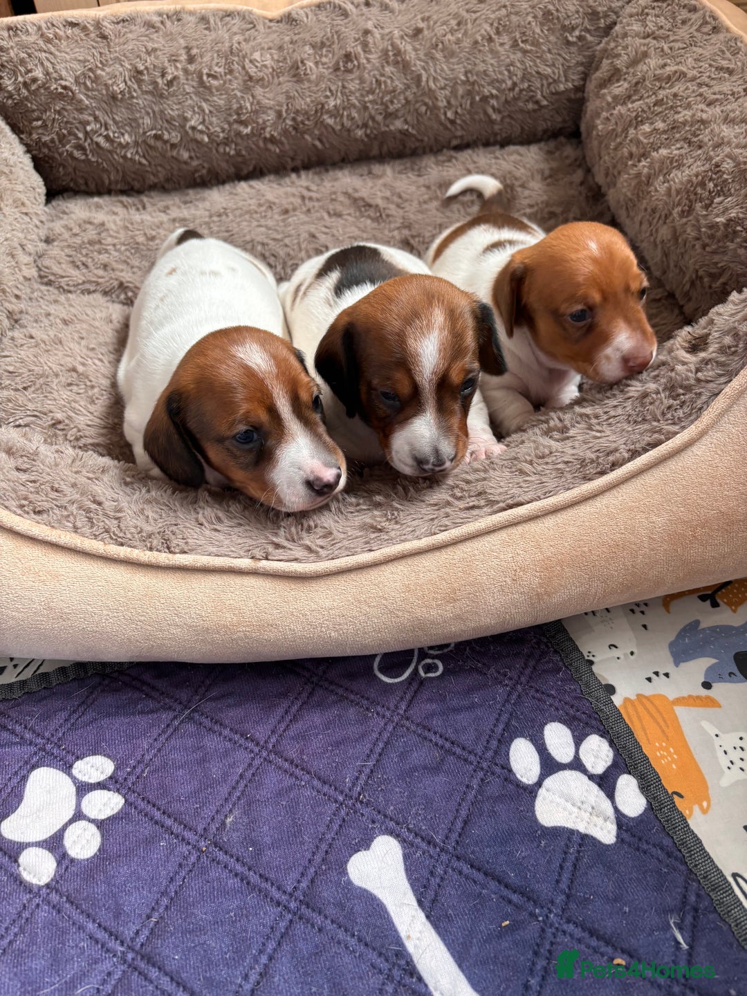Miniature Dachshund dogs for sale: Pure Piebald Puppies Russian Champion Lines  - Image 2