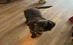 Cocker Spaniel dogs for sale: Working Cocker Spaniel - Image 6