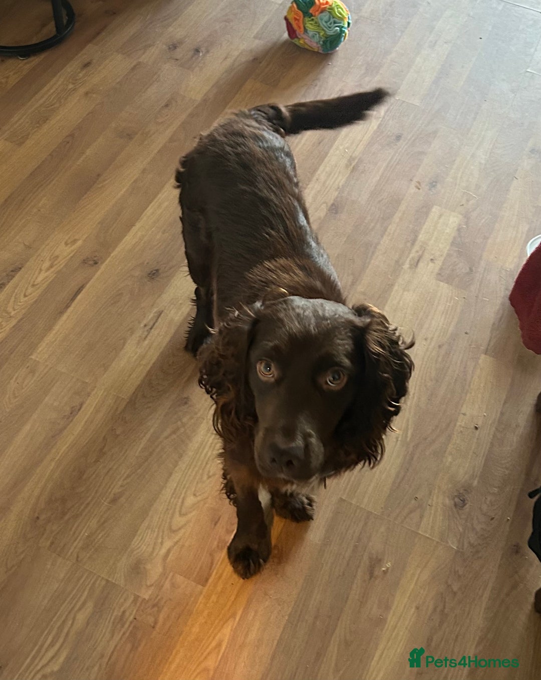 Cocker Spaniel dogs for sale: Working Cocker Spaniel - Image 6