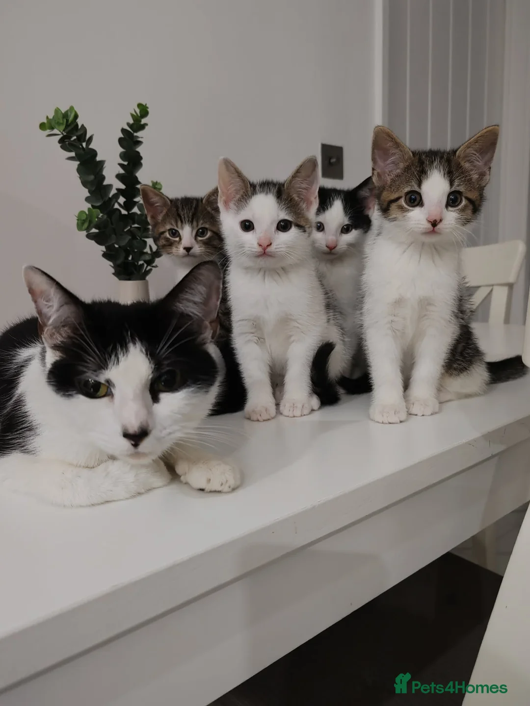 Mixed Breed cats for sale: Kittens for sale (4 males) - Advert 1