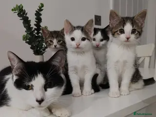 Mixed Breed cats Kittens for sale (4 males) - Advert 1