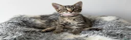 Savannah cats for sale: LAST BOY kitten left ! - Advert 15