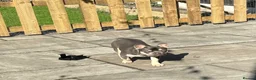 French Bulldog dogs for sale: 6 MONTH OLD ROMI  - Advert 6