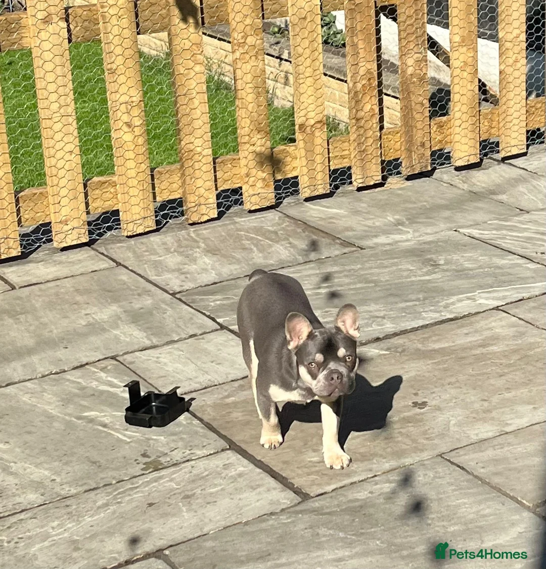French Bulldog dogs for sale: 6 MONTH OLD ROMI  - Advert 6