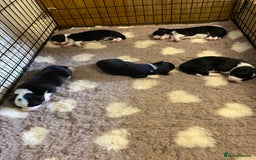 Mixed Breed dogs for sale: Gorgeous borgi pups - Image 3