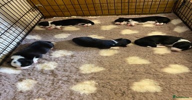Mixed Breed dogs - Advert 6