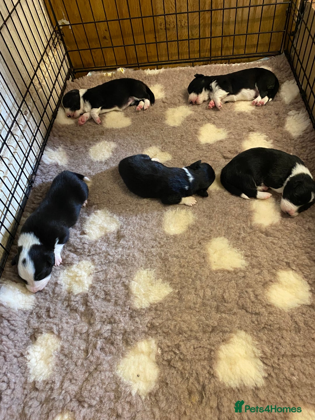 Mixed Breed dogs for sale: Gorgeous borgi pups - Image 3