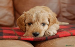 Cavapoo dogs for sale: Quality Health Tested F1 Cavapoo Puppies - Advert 2