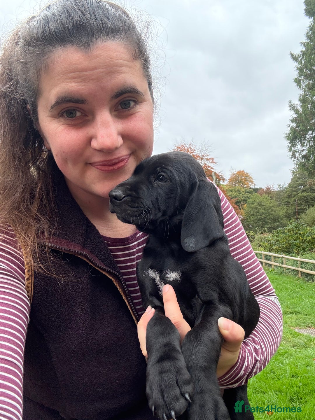 Mixed Breed dogs for sale: GSP x Lab looking for active forever homes.  - Image 5