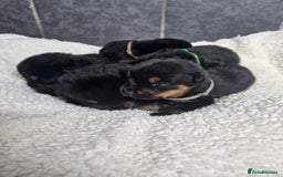 Rottweiler dogs for sale: Stunning Rottweiler puppy’s  - Image 2