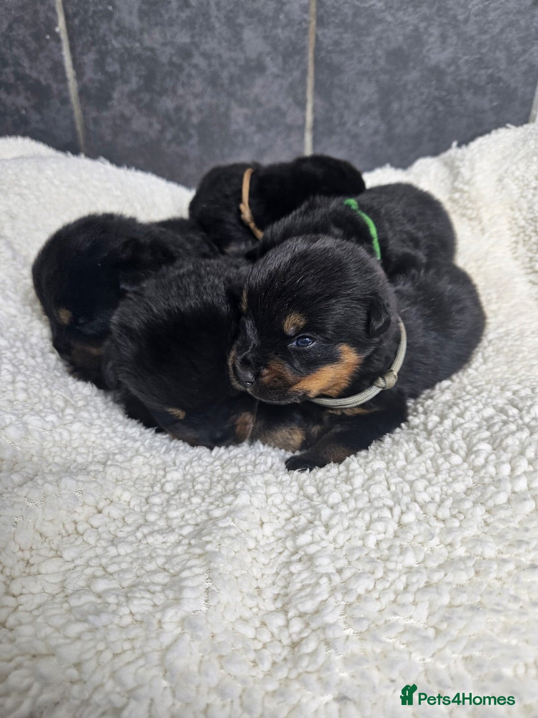 Rottweiler dogs for sale: Stunning Rottweiler puppy’s  - Image 2