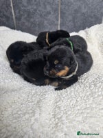 Rottweiler dogs - Advert 2