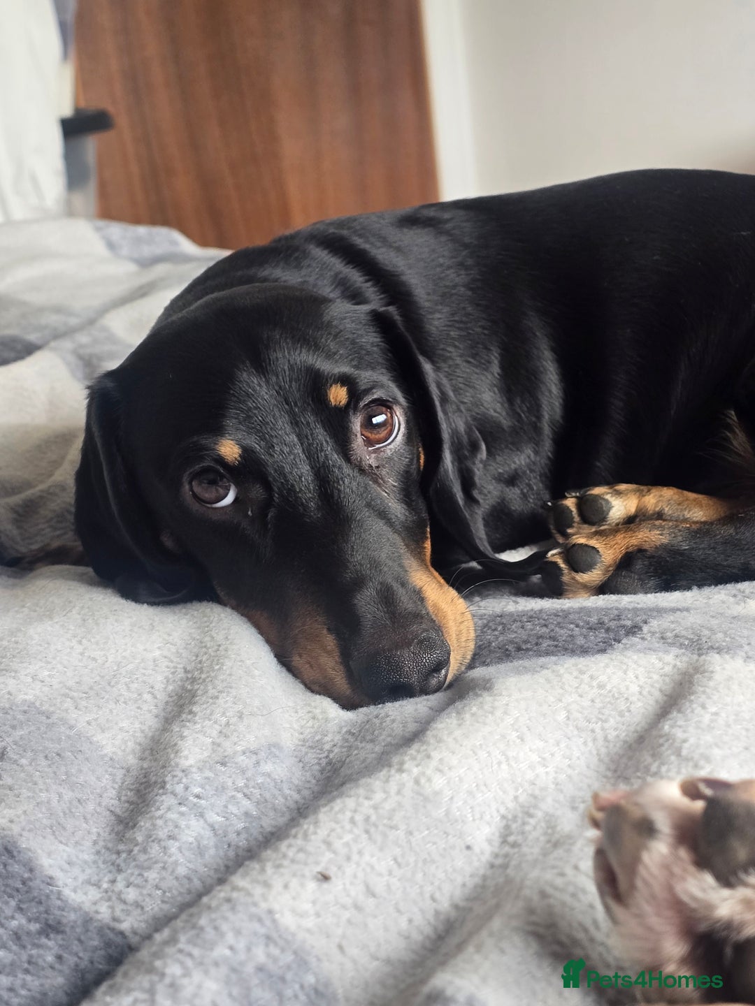 Miniature Dachshund dogs for sale: Beautiful miniture dachsund  - Image 3