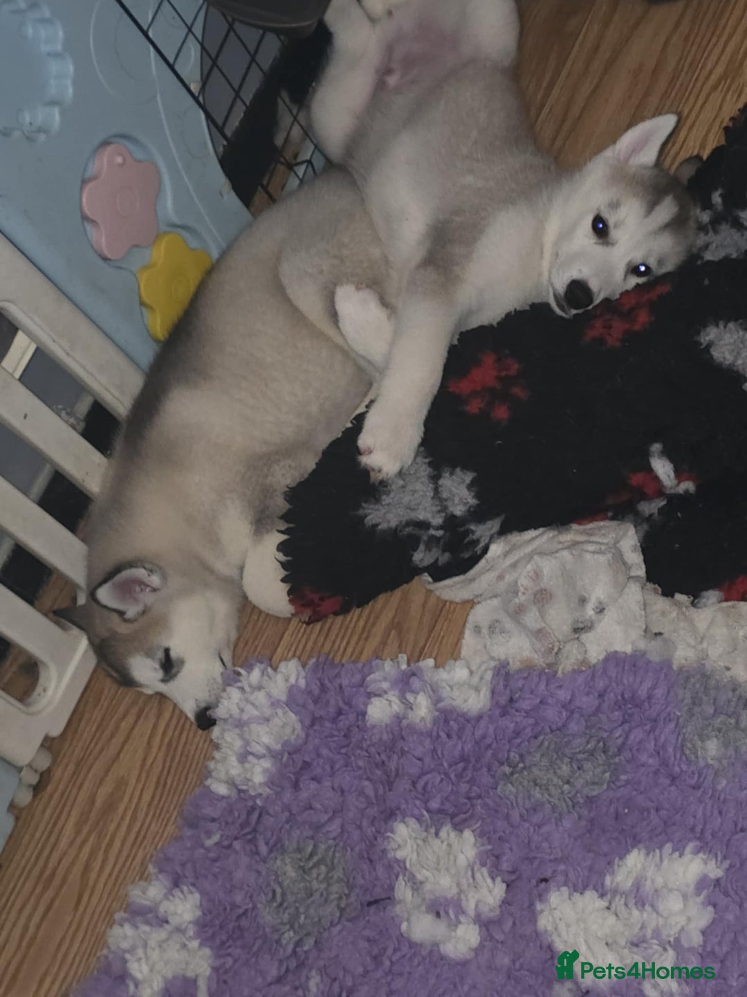 Siberian Husky dogs for sale: Husky girl looking for forever home - Advert 5