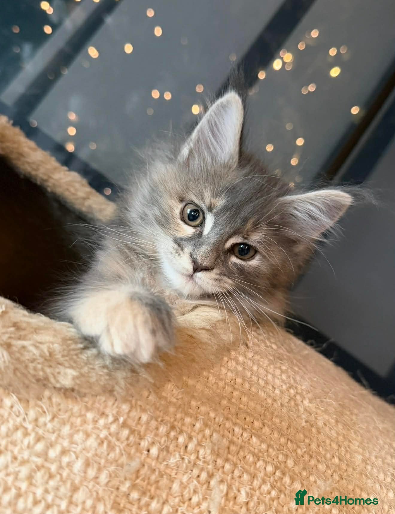 Maine Coon cats 🐱2 GIRLS MAINE COON KITTENS READY FOR NEW HOME🐱 - Advert 4