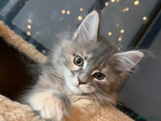 Maine Coon cats 🐱2 GIRLS MAINE COON KITTENS READY FOR NEW HOME🐱 - Advert 4