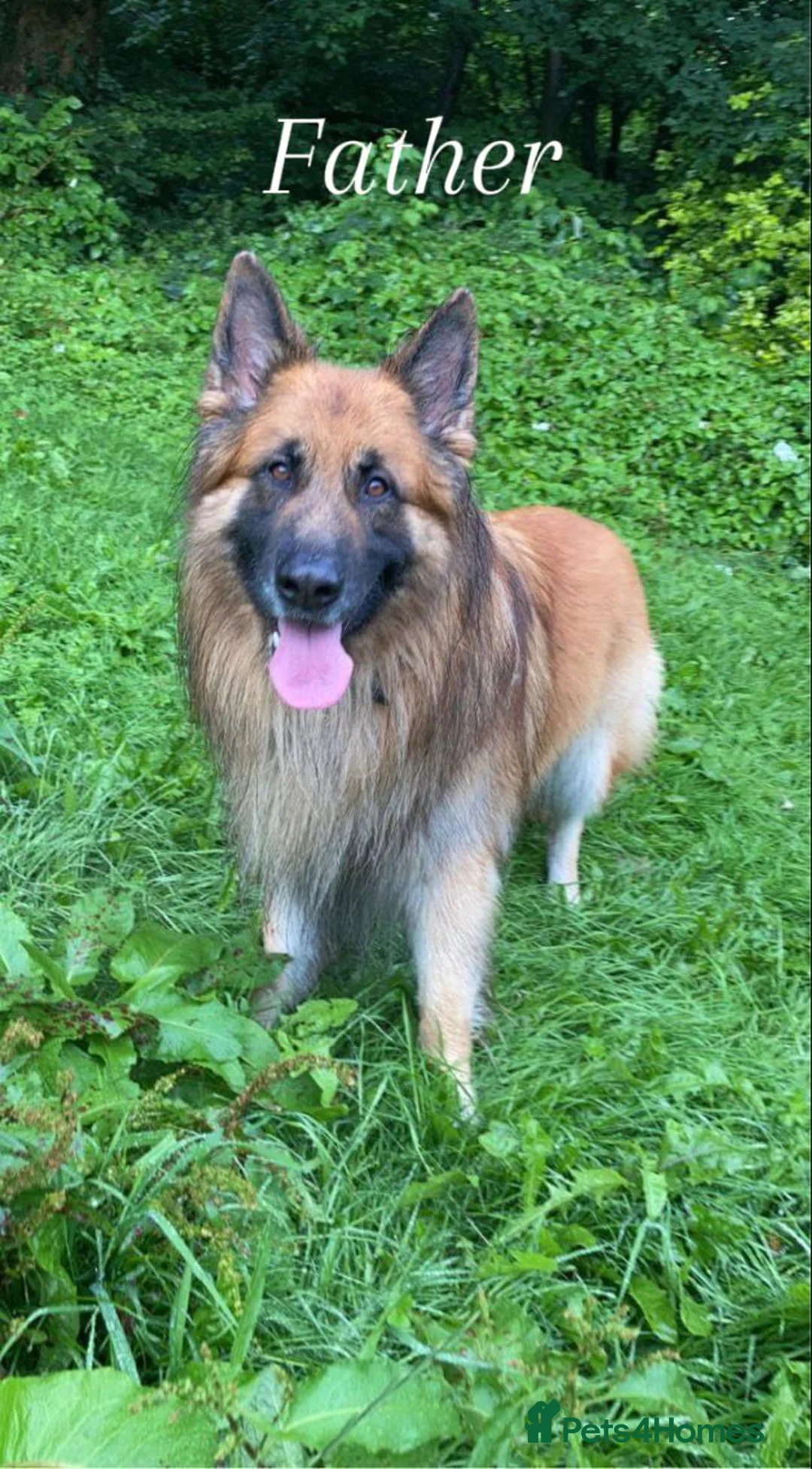 Mixed Breed dogs for sale: Northern Inuit X gsd pups - Advert 8