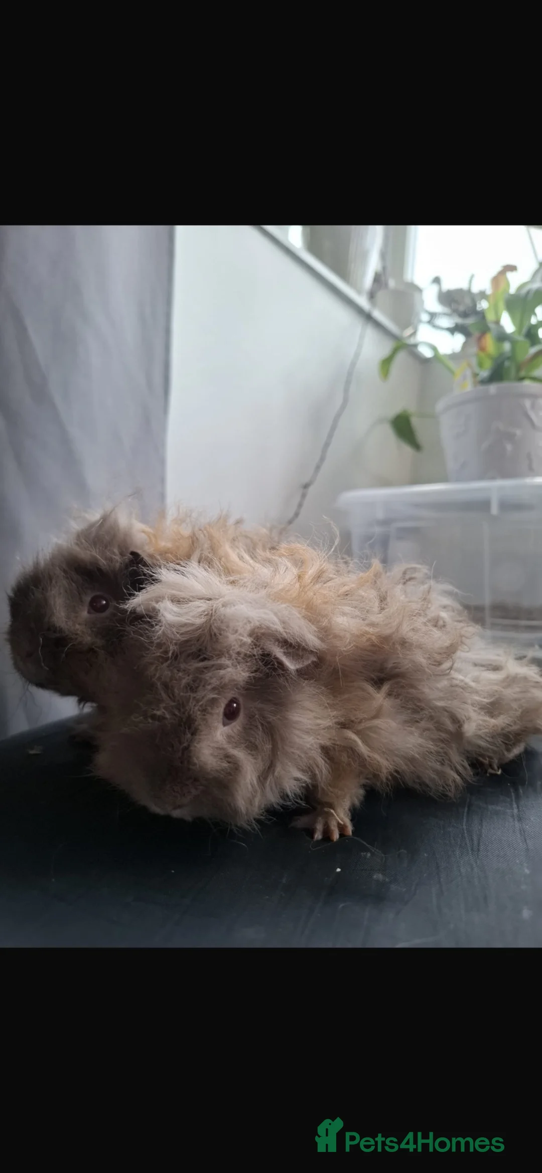 Guinea Pig rodents for sale: Lunkarya Baby Guinea pigs - Advert 1