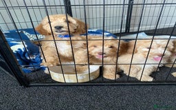 Cockapoo dogs for sale: STUNNING F1 COCKAPOO PUPPIES  - Image 8