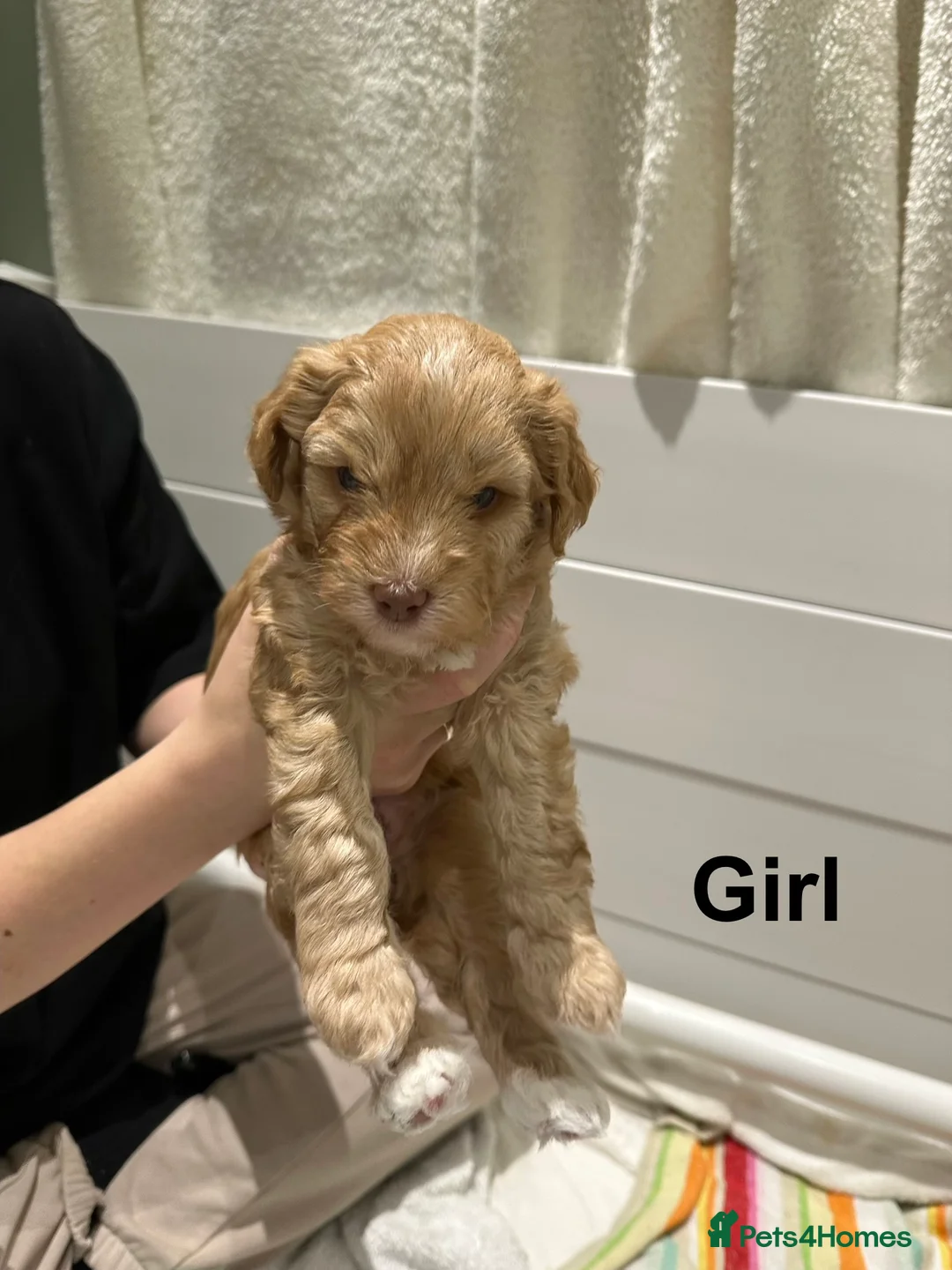 Cavapoo dogs for sale: 💥ONE BOY LEFT💥 F1B Cavapoo Puppies - Advert 27