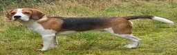 Beagle dogs for stud: KC Registered Beagle Stud–Dalwhinnie Dancer (Pluto in Dumfries - Advert 2