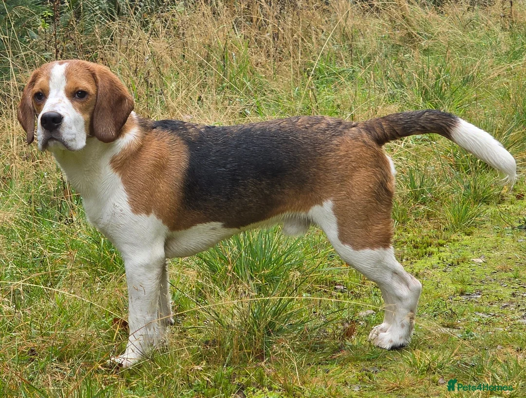 Beagle dogs for stud: KC Registered Beagle Stud–Dalwhinnie Dancer (Pluto in Dumfries - Advert 2