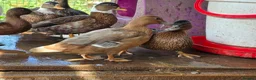 Ducks poultry for sale: Male call ducks  - Advert 2