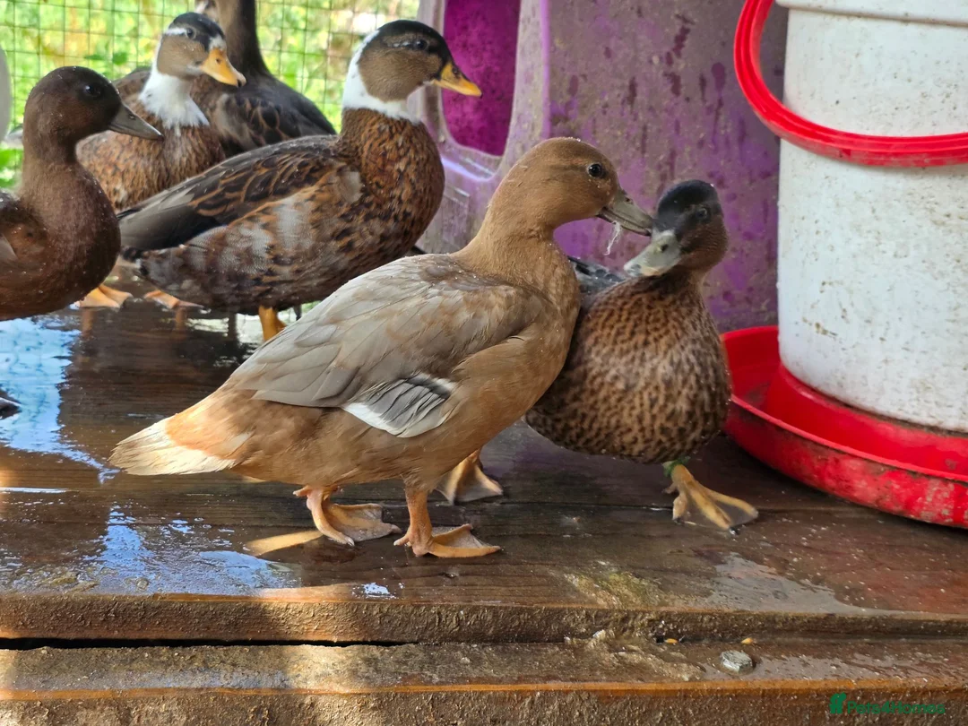 Ducks poultry for sale: Male call ducks  - Advert 2