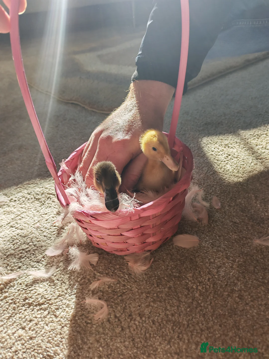 Ducks poultry for sale: Two cherry ducks  in Leicester - Advert 1