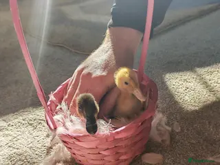 Ducks poultry Two cherry ducks in Leicester - Advert 1