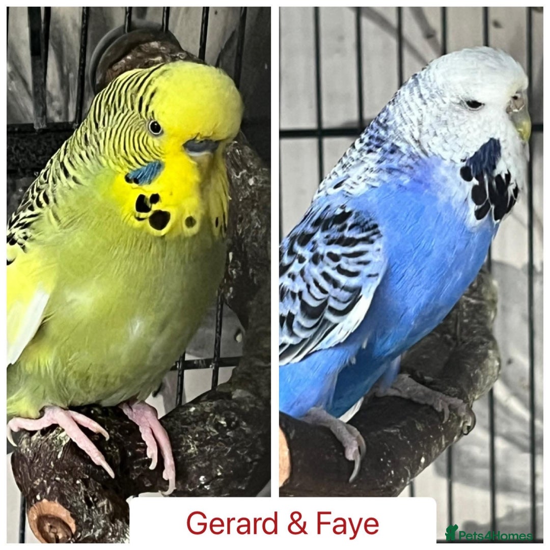 Budgerigars birds for sale: Hand Tame Budgie Chicks - Ready Soon in Chipping Norton - Image 6