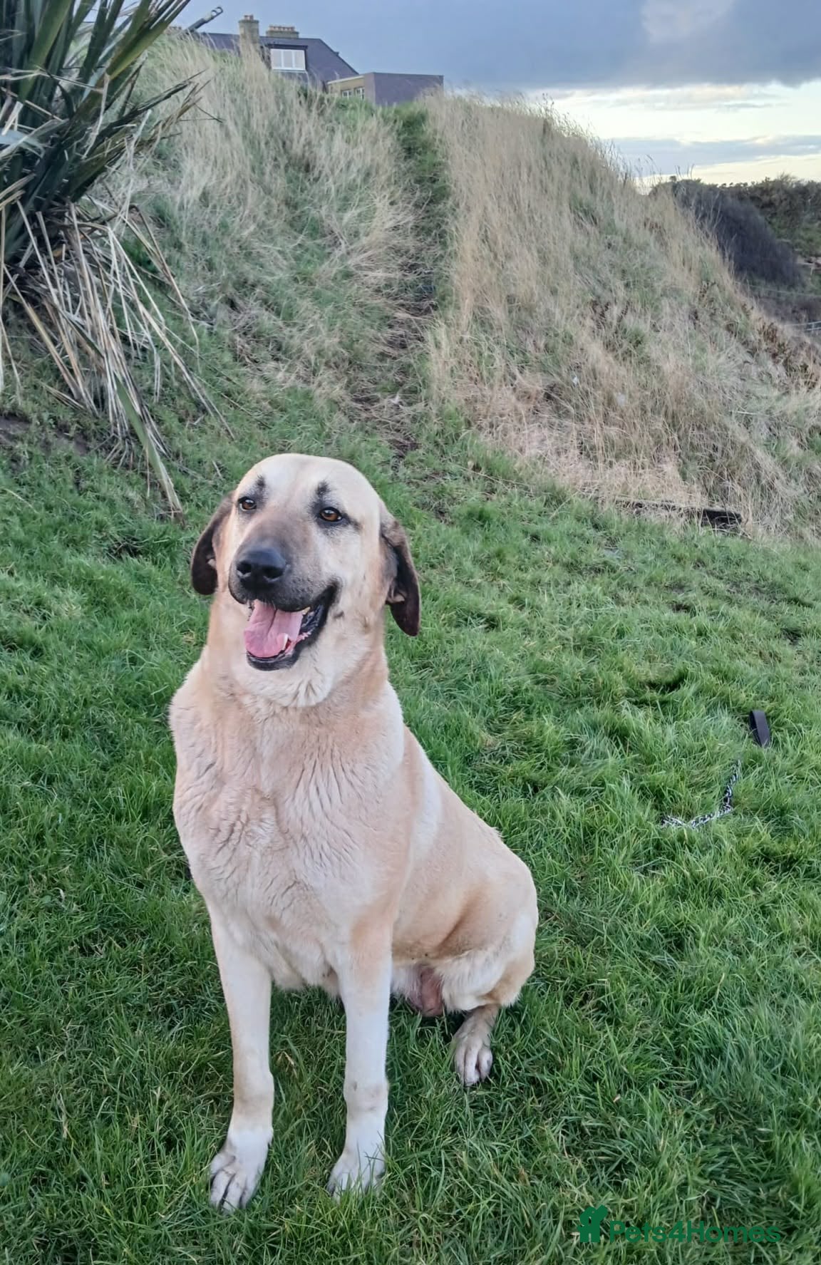 Turkish Kangal dogs FEMALE TURKISH KANGAL FOR SALE - Advert 10