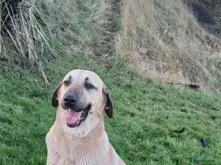 Turkish Kangal dogs FEMALE TURKISH KANGAL FOR SALE - Advert 10