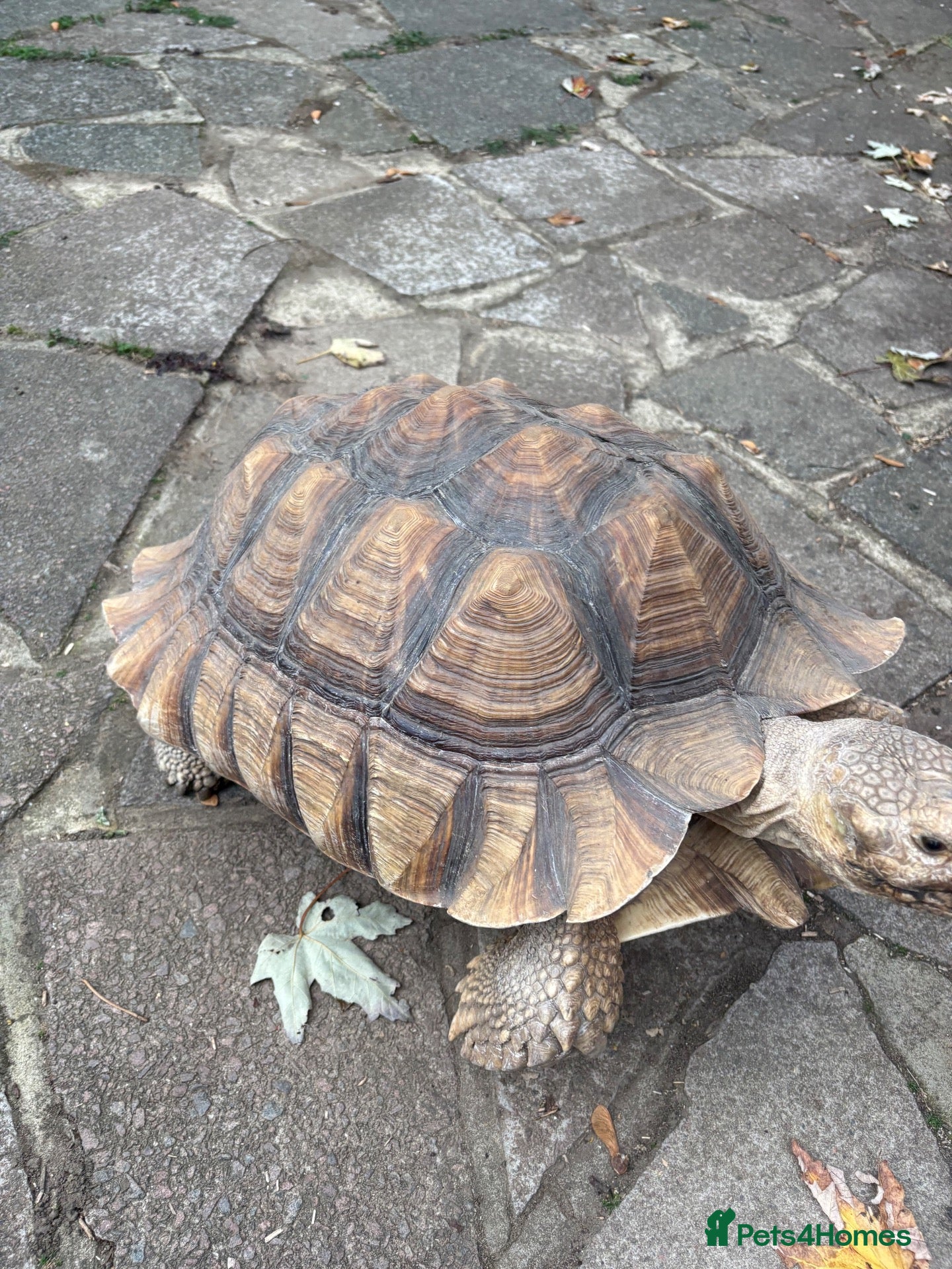 Tortoise reptiles Sulcata tortoise African  - Advert 2