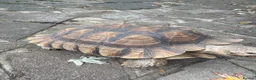 Tortoise reptiles for sale: Sulcata tortoise African  in Basildon - Advert 1